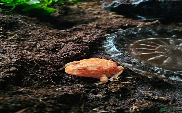 Frog reptiles - Advert 1