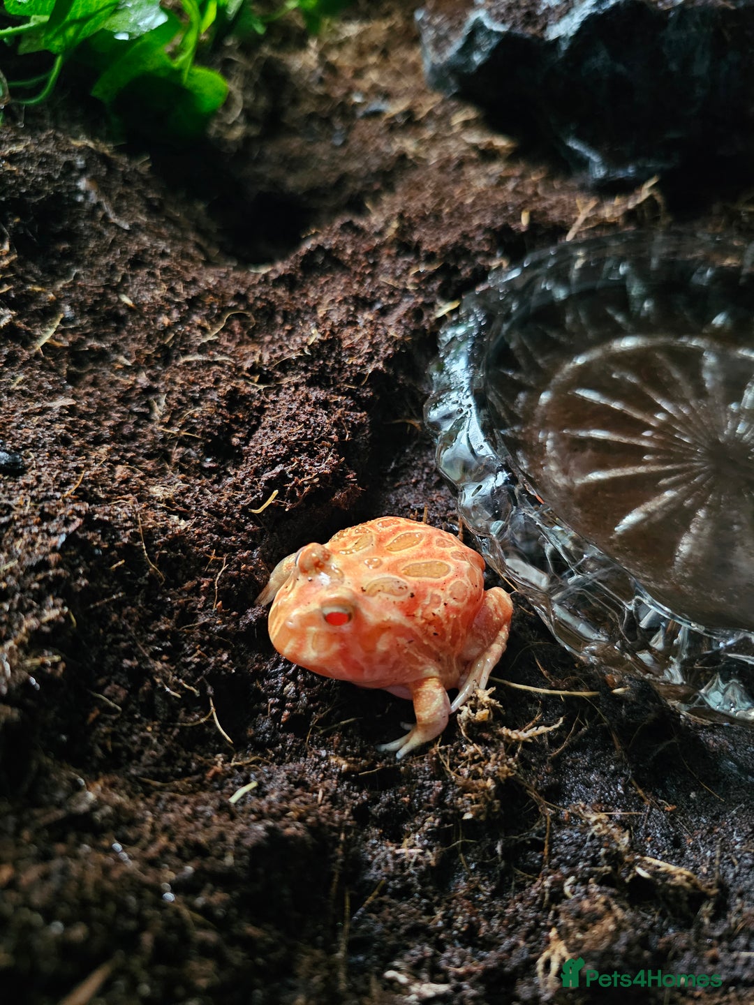 Frog reptiles for sale: Unsexed Strawberry Albino Pacman Frog and tank - Image 1
