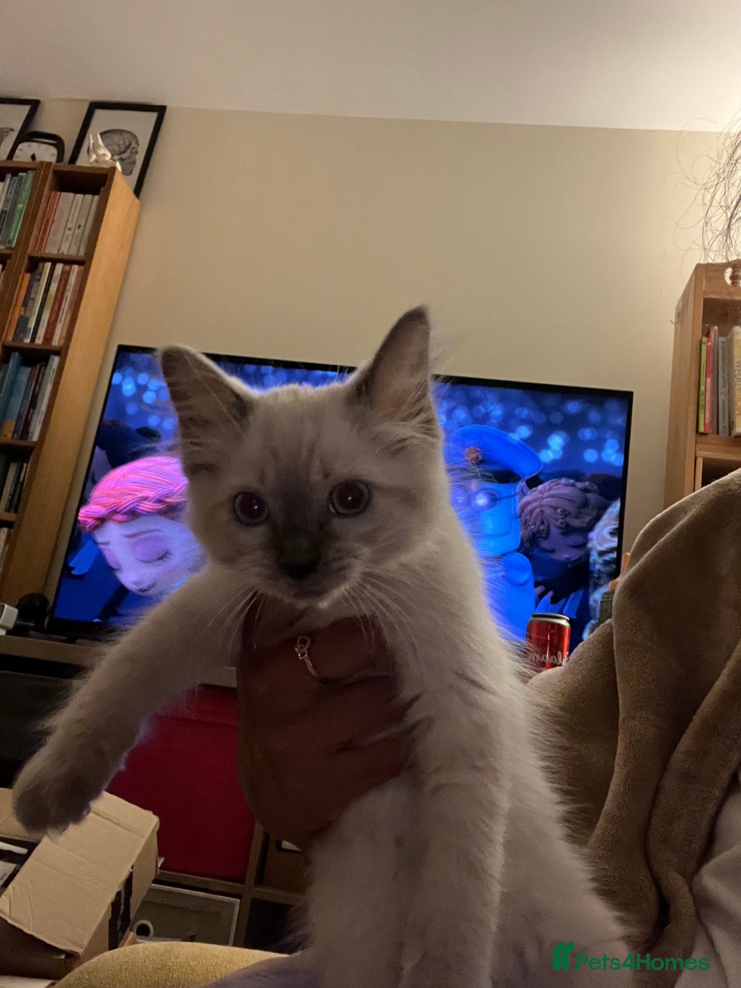 Ragdoll cats for sale: Last few Ragdoll Kittens—price reduced  - Image 23