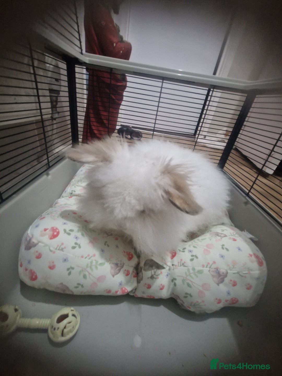 Lionhead rabbits for sale: White rabbit  - Advert 1
