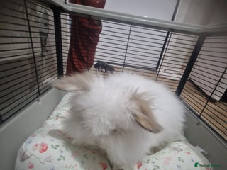 Lionhead rabbits White rabbit - Advert 1