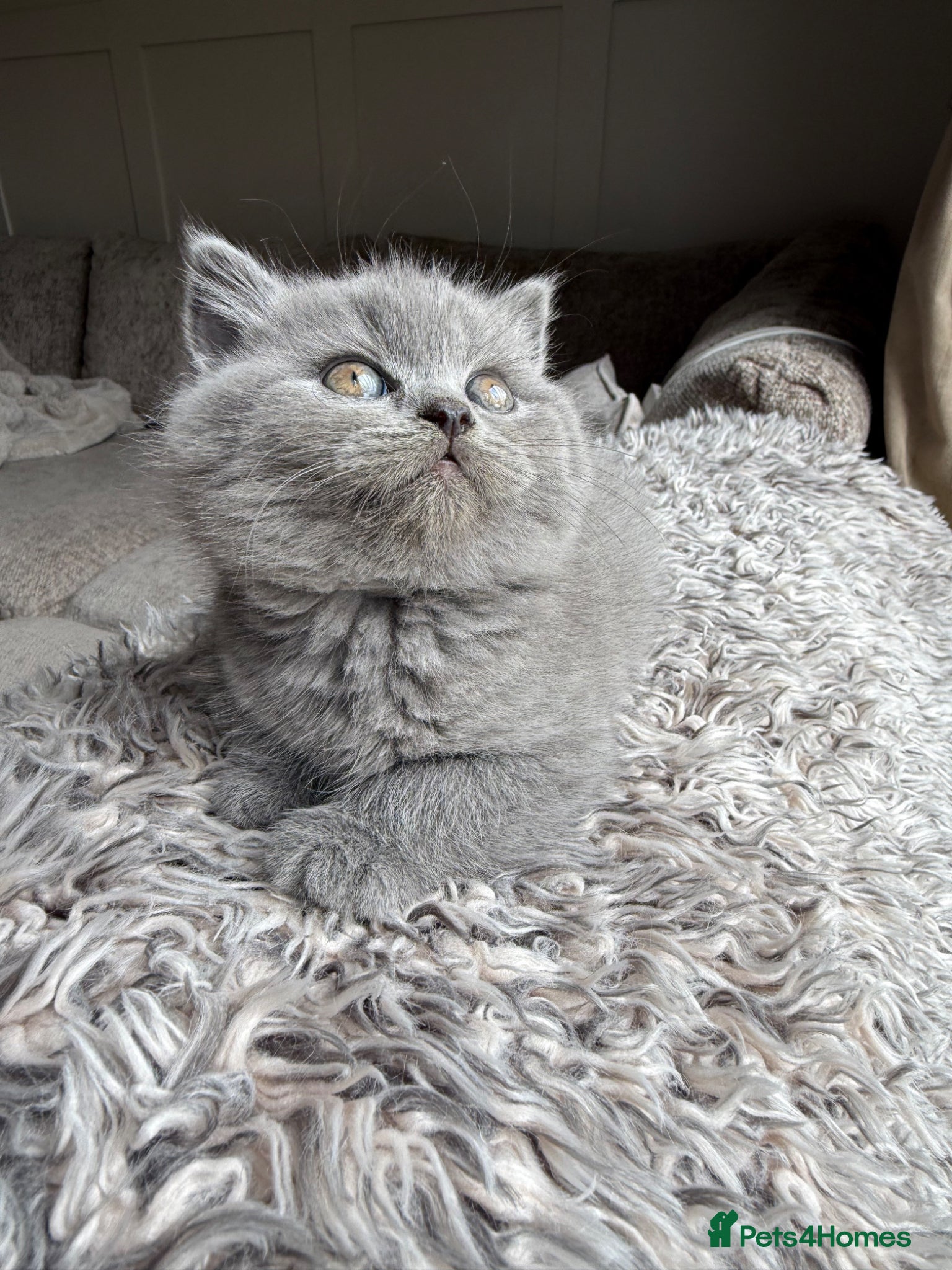 British Shorthair cats British Shorthair Teddys 🐻 Cinnamon now reserved! - Advert 4
