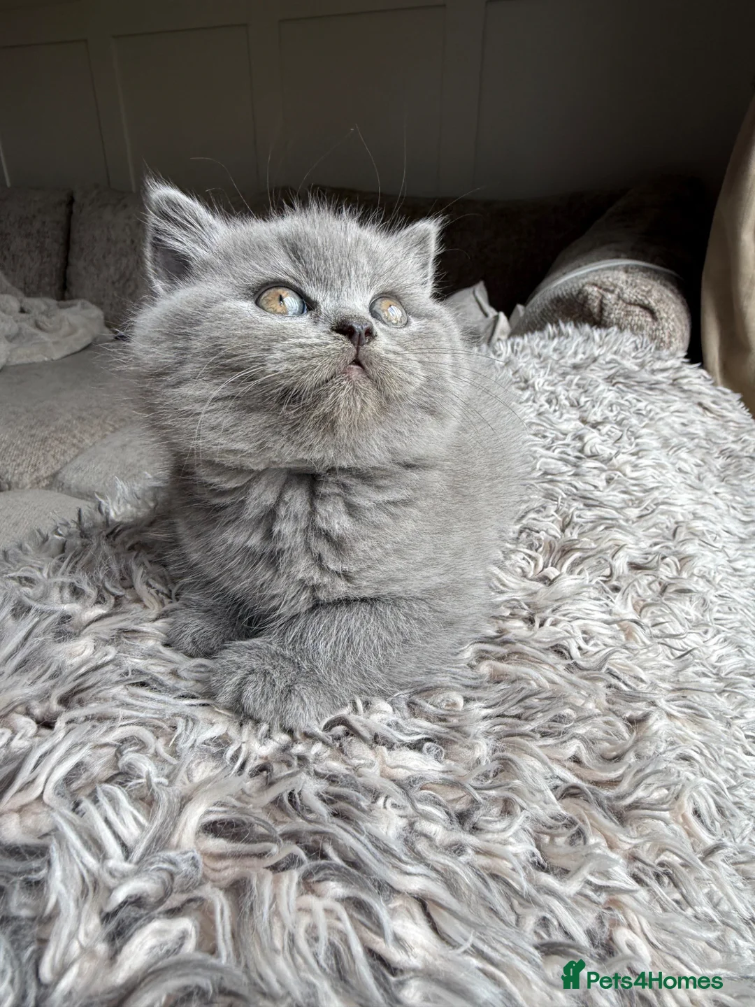 British Shorthair cats for sale: British Shorthair Teddy Bears 😻😻😻😻😻 - Advert 24