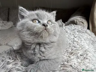 British Shorthair cats British Shorthair Teddys 🐻 Cinnamon now reserved! - Advert 4