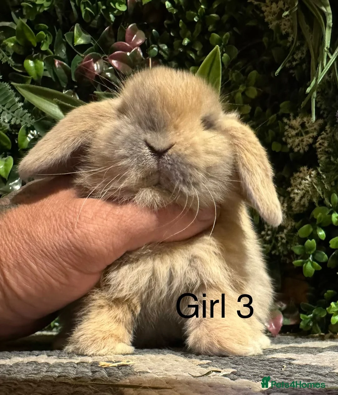 Mini Lop rabbits for sale: 🐰 PURE BREED MINI LOPS 🐰 - Advert 6