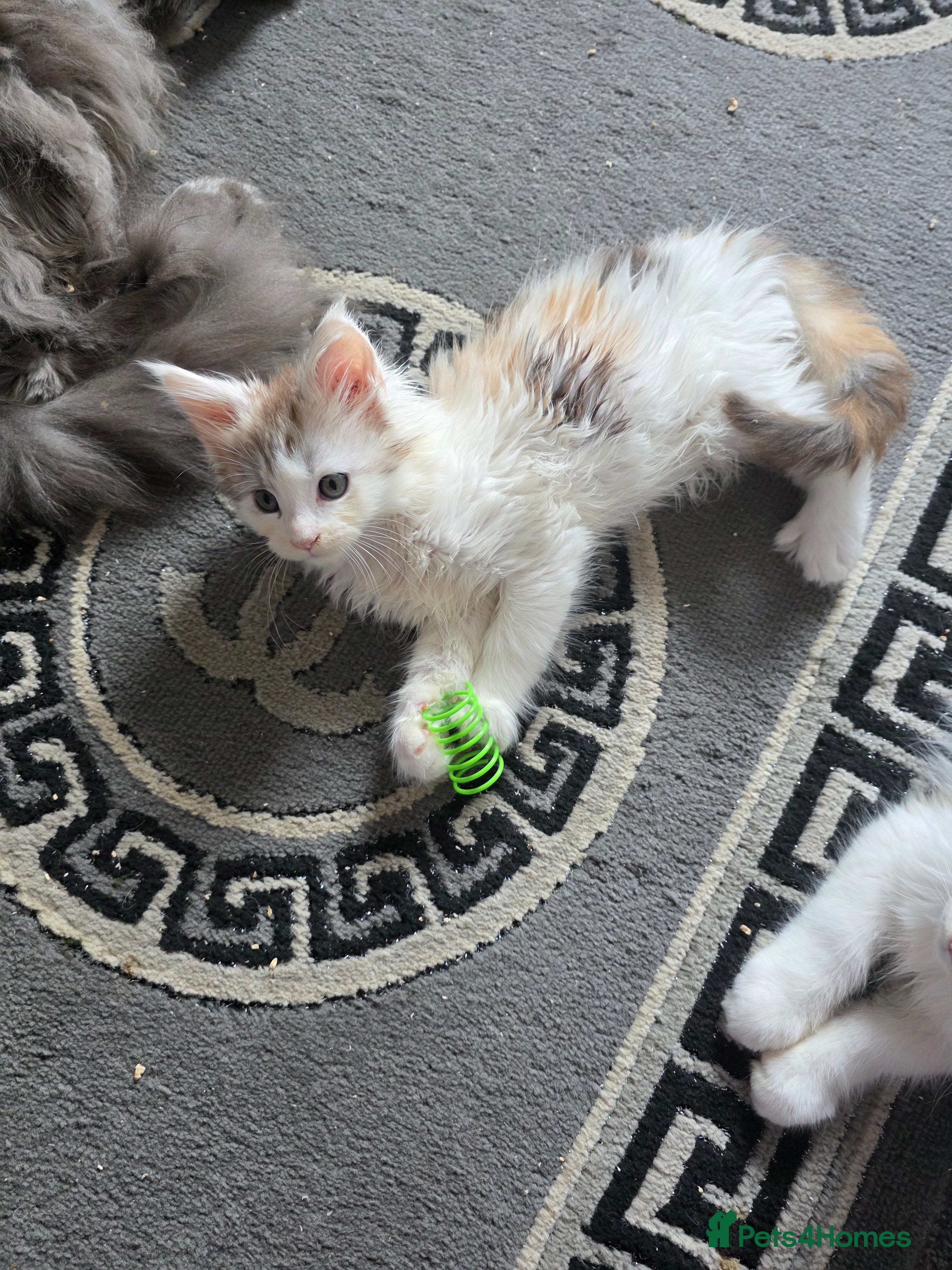 Maine Coon cats MAINE COON KITTENS   - Advert 11