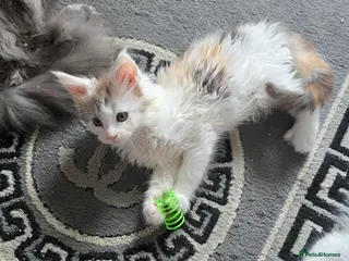 Maine Coon cats MAINE COON KITTENS - Advert 11