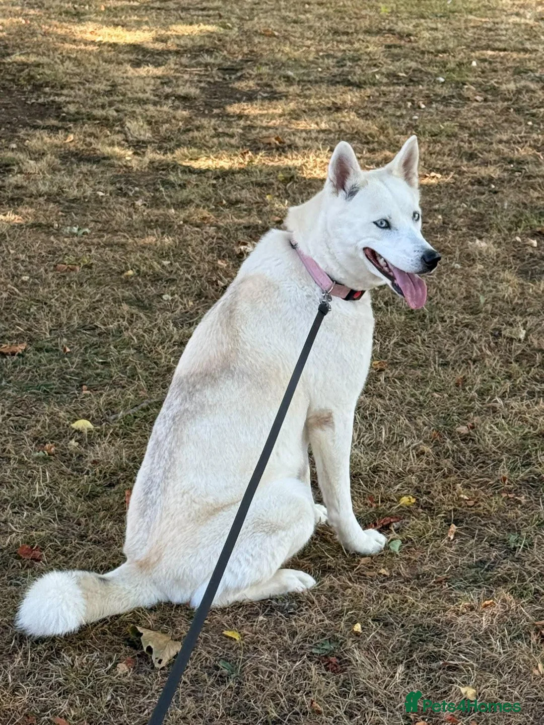 Siberian Husky dogs for sale: 18 month old female husky  in Halstead - Advert 2