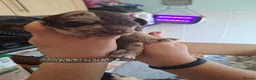 Labradoodle dogs for sale: EXCEPTIONAL F1 LABRADOODLE PUPPIES AVAILABLE    - Advert 21