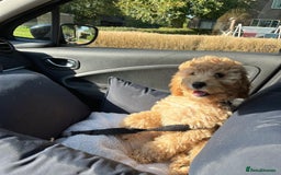 Cockapoo dogs for sale: Beautiful Smart Cockapoo Puppy Ready - Image 3