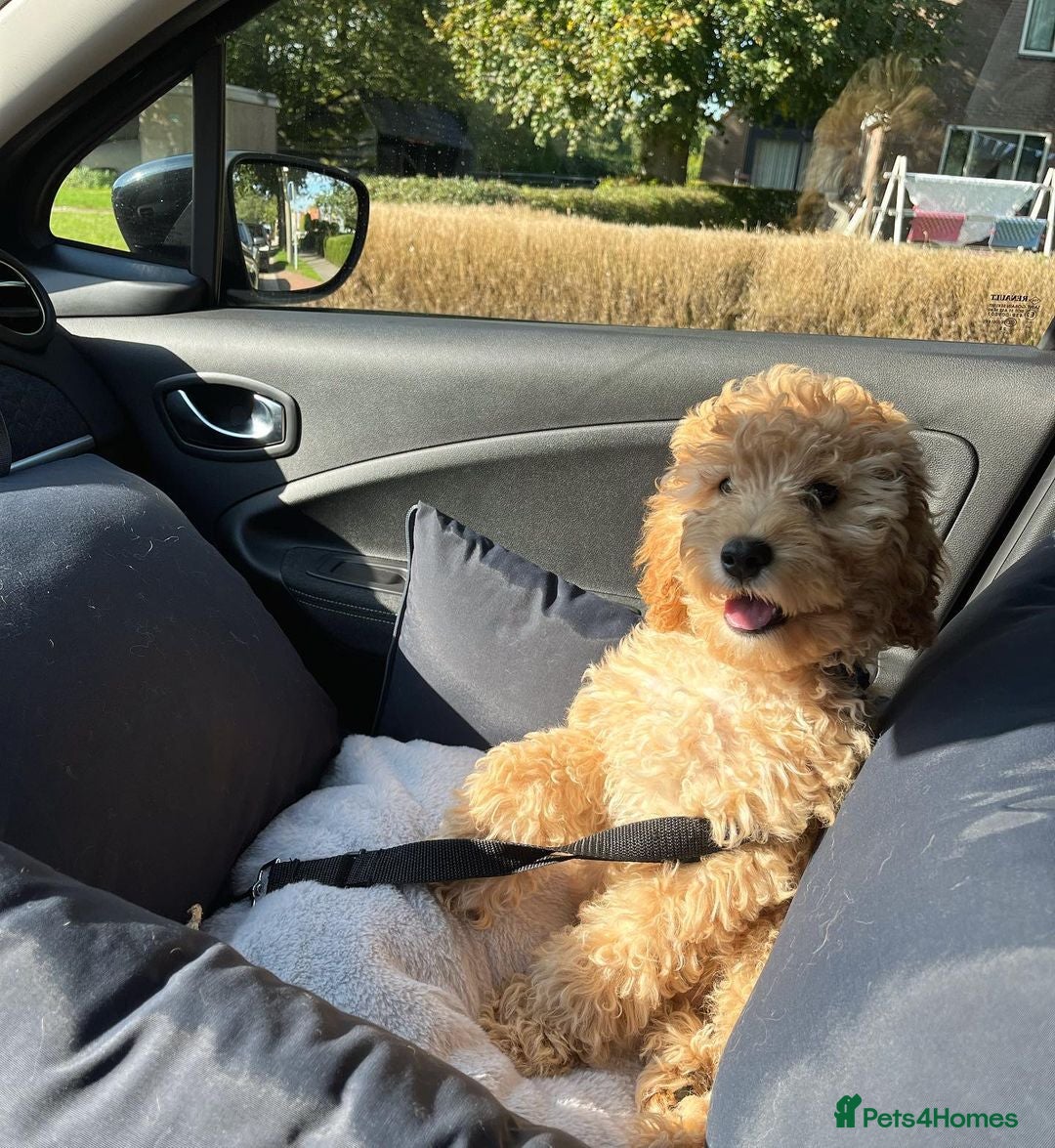 Cockapoo dogs for sale: Beautiful Smart Cockapoo Puppy Ready - Image 3