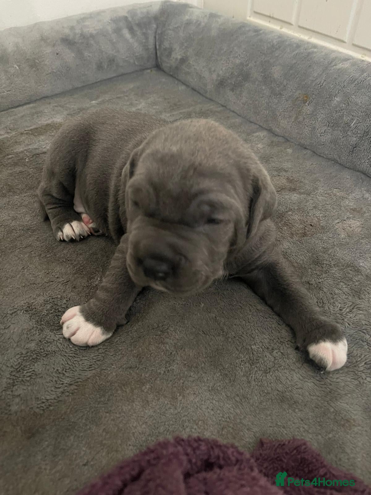 Cane Corso dogs Pure Cane Corso puppies - Advert 1