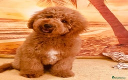 Goldendoodle dogs for sale: Multigenerational Puppies Waiting List - Advert 1