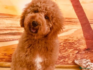 Goldendoodle dogs Multigenerational Puppies Waiting List - Advert 2