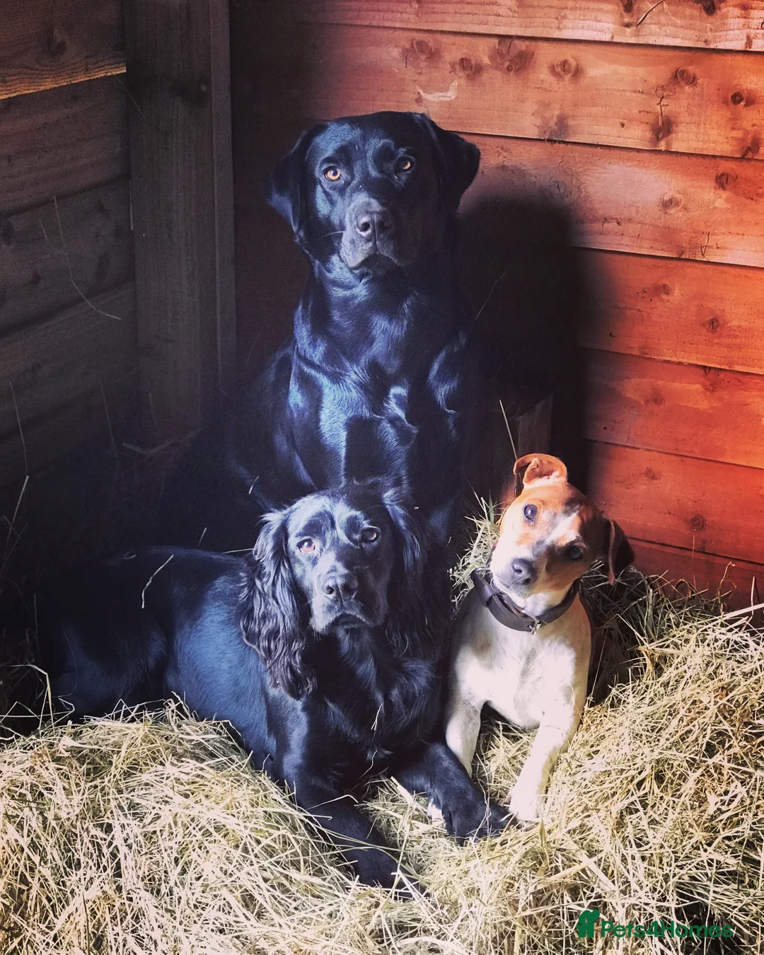 Cocker Spaniel dogs for stud: Working cocker spaniel up for stud - Advert 2