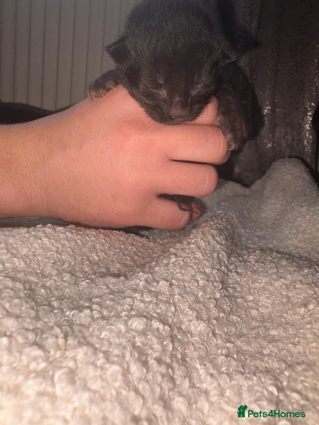 Mixed Breed cats for sale: Maincoons x - Advert 6