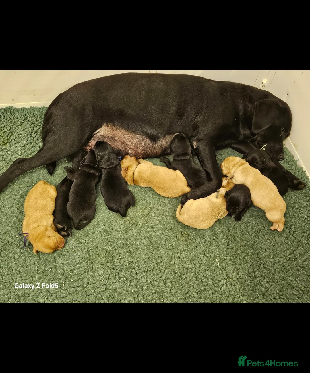 Labrador Retriever dogs for sale: Stunning Litter KC Reg  Red, Yellow & Black - Advert 1