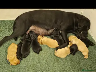 Labrador Retriever dogs for sale: Stunning Litter KC Reg Red, Yellow & Black - Advert 1