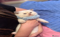 British Shorthair cats for sale: Quality British Shorthair kittens  - Image 4