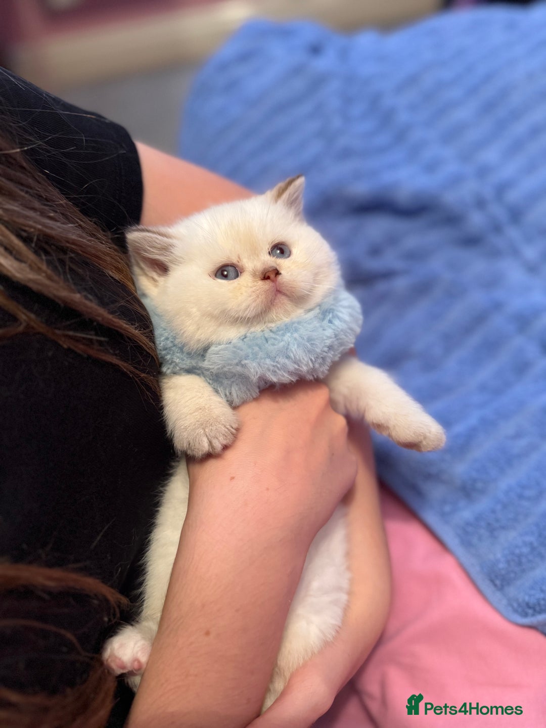 British Shorthair cats for sale: Quality British Shorthair kittens  - Image 4