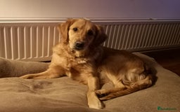 Golden Retriever dogs for sale: KC Registered - Golden Retriever Pups  - Image 10