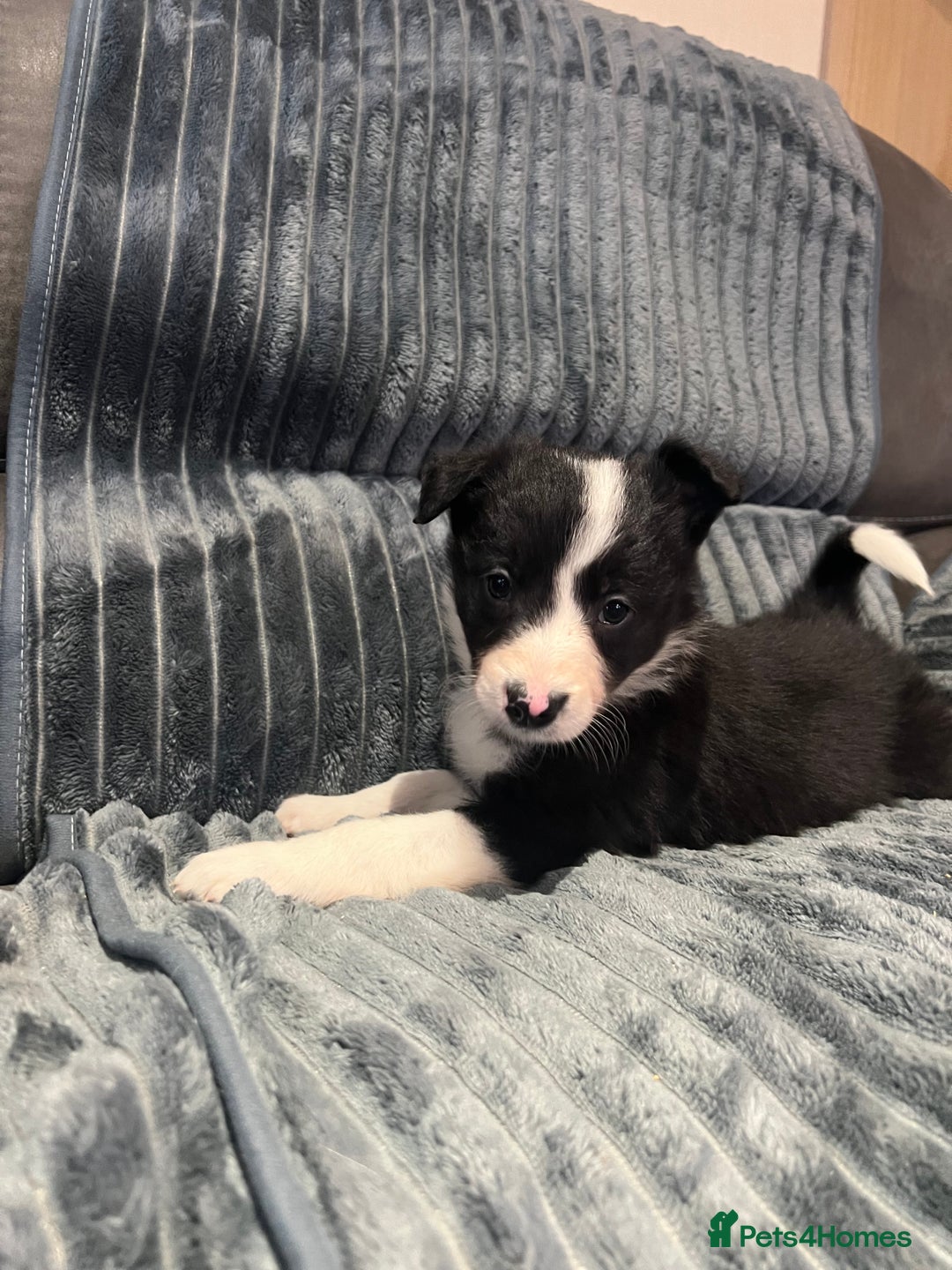 Border Collie dogs for sale: Sheep dog pupps for sale  - Advert 9