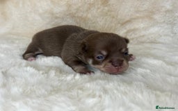 Chihuahua dogs for sale: Chihuahua 2 boys. Chocolate and black  - Image 14