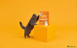 British Shorthair cats for sale: Pedigree BSH Last Female kitten ready to go!! - Image 35