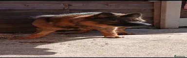German Shepherd Puppy 1