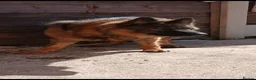 German Shepherd dogs for sale: Female german shepherd  in Stockport - Advert 2