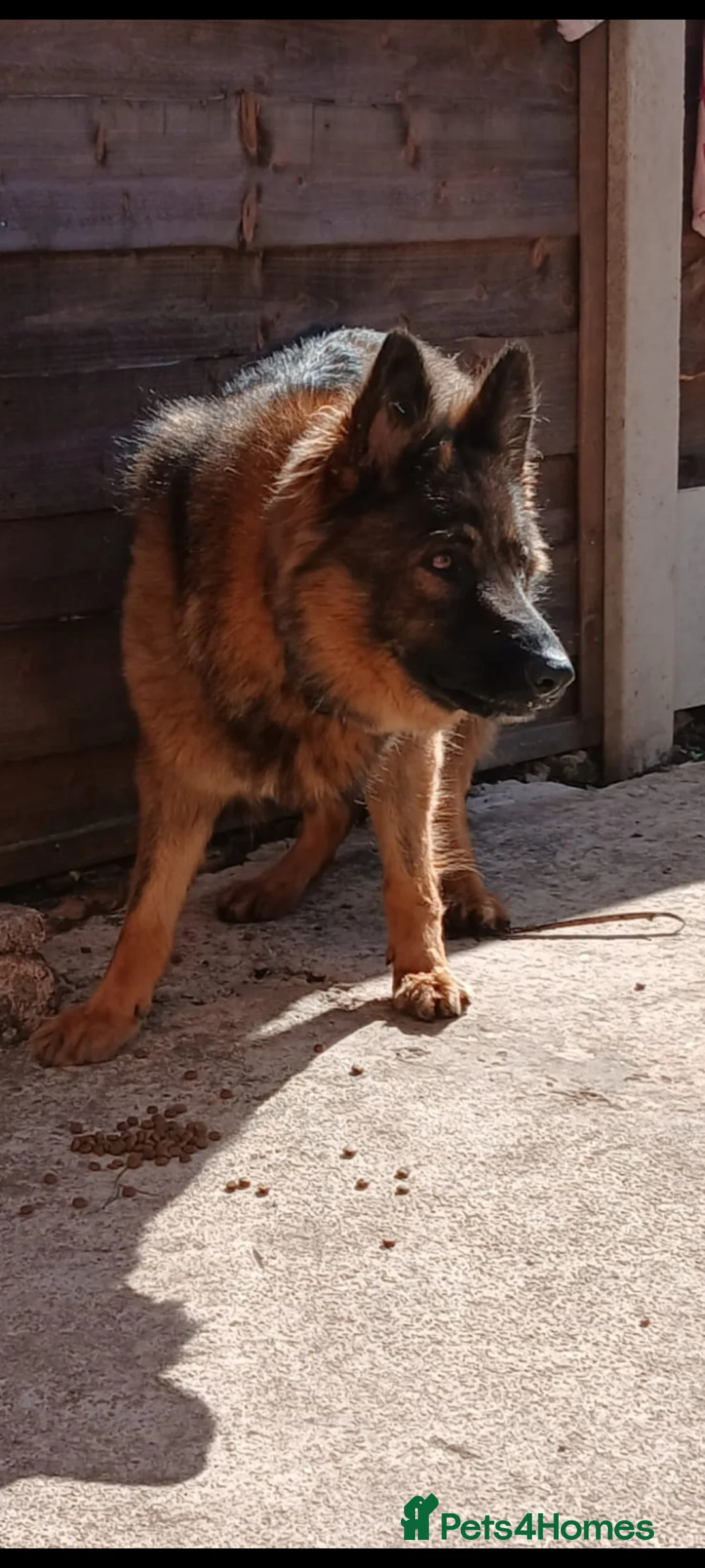 German Shepherd dogs for sale: Female german shepherd  in Stockport - Advert 2
