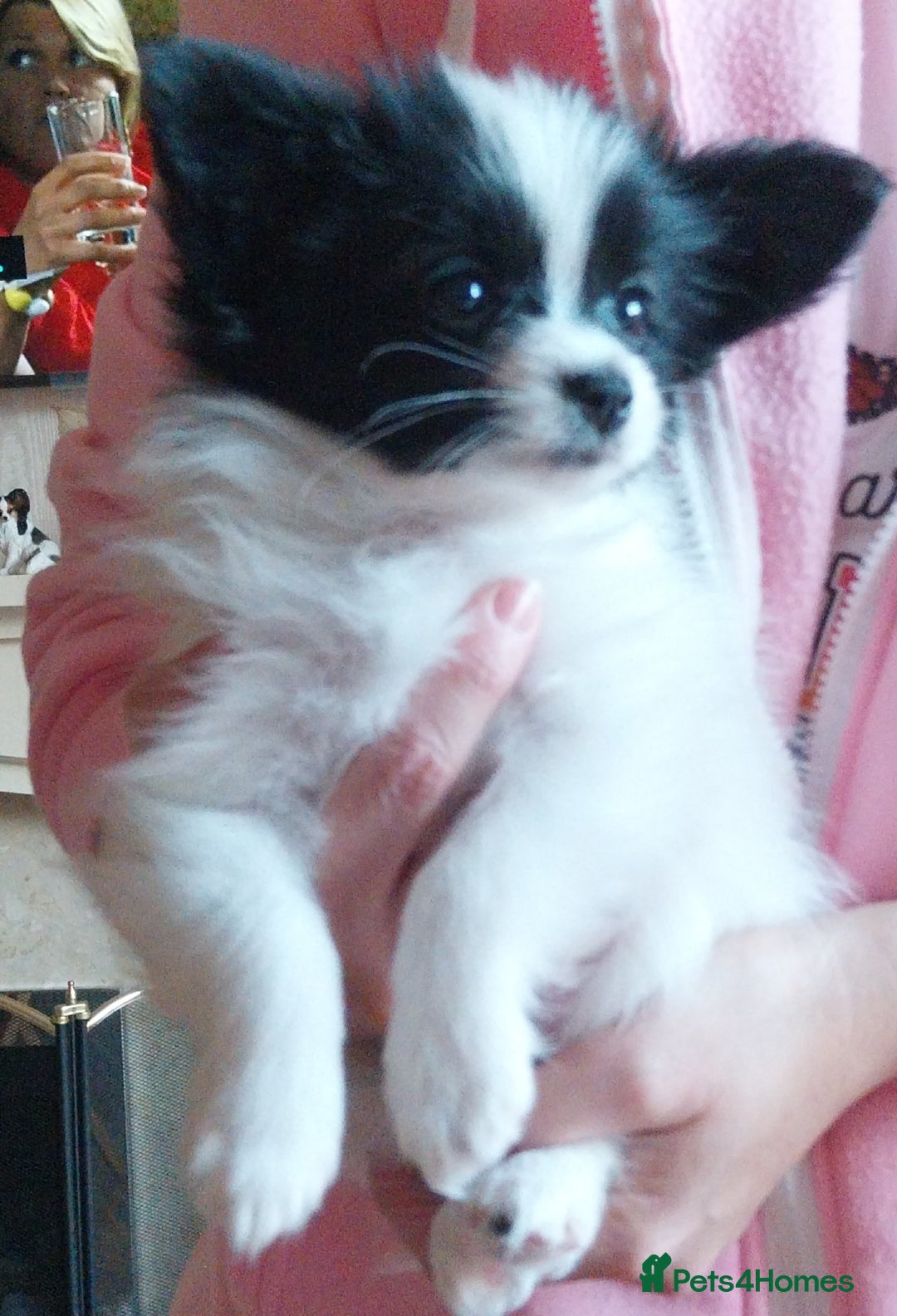 Papillon dogs for sale: 2 beautifulexamples of this beautiful breed - Advert 5