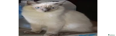 Ragdoll Blue