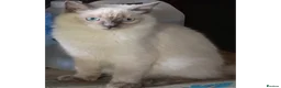 Ragdoll cats for sale: Shy Sweet Blue Boy Full vaccines Chipped Insured🤎 - Advert 29