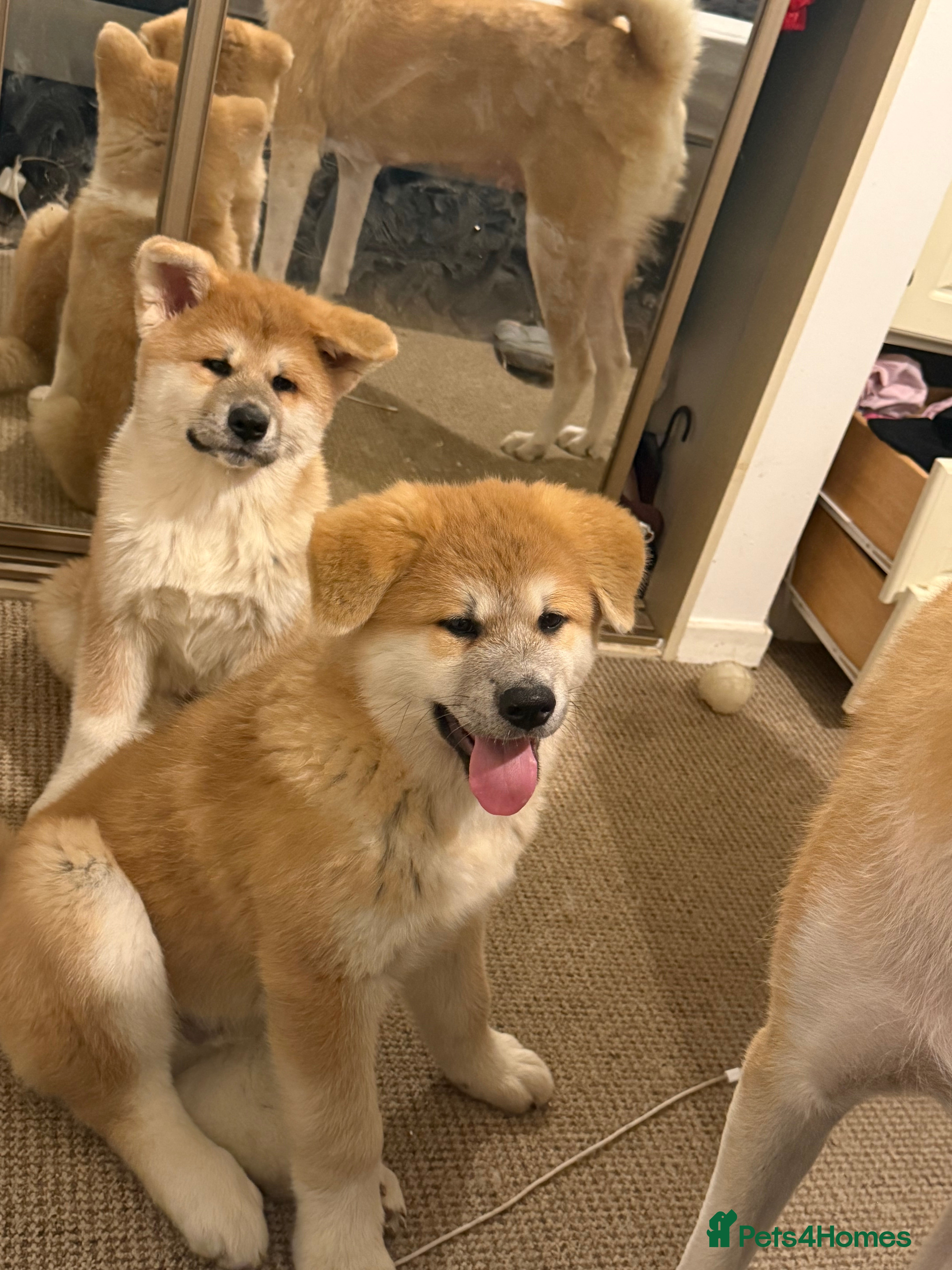 Akita dogs Akita puppy - Advert 1