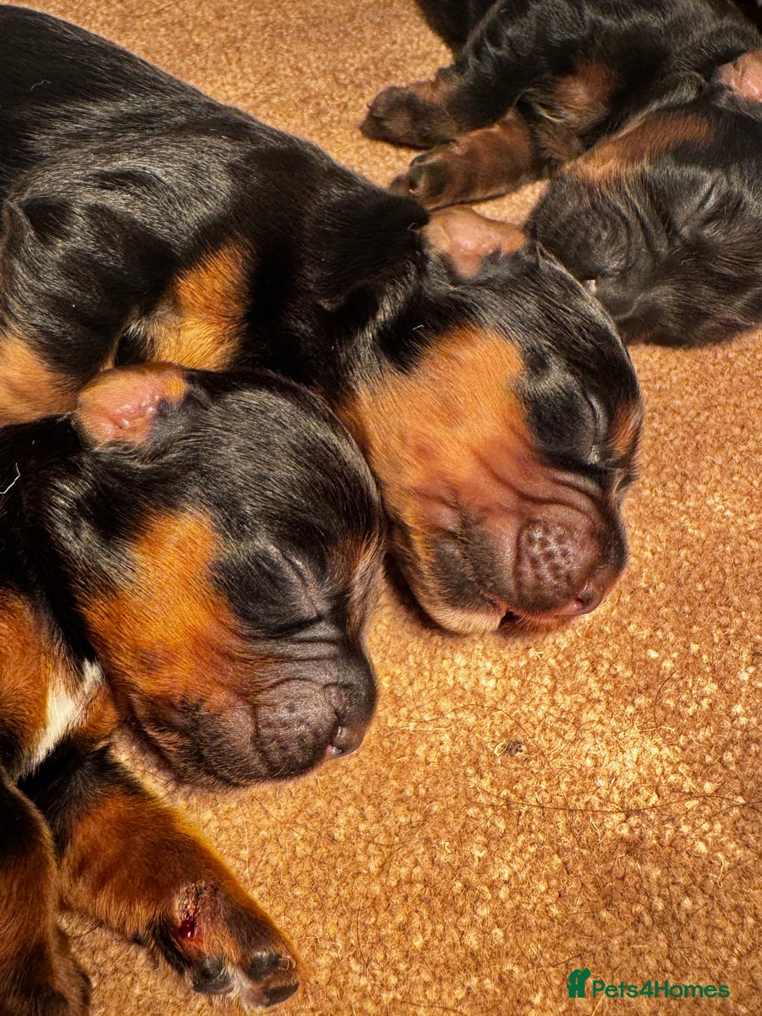 Cocker Spaniel dogs for sale: Working Cocker Spaniels - Advert 5