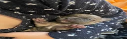 Chihuahua dogs for sale: Beautiful chihuahuas  in Purfleet - Advert 11