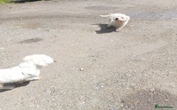 West Highland Terrier dogs for sale: West Highland Terrier Pups - Image 3