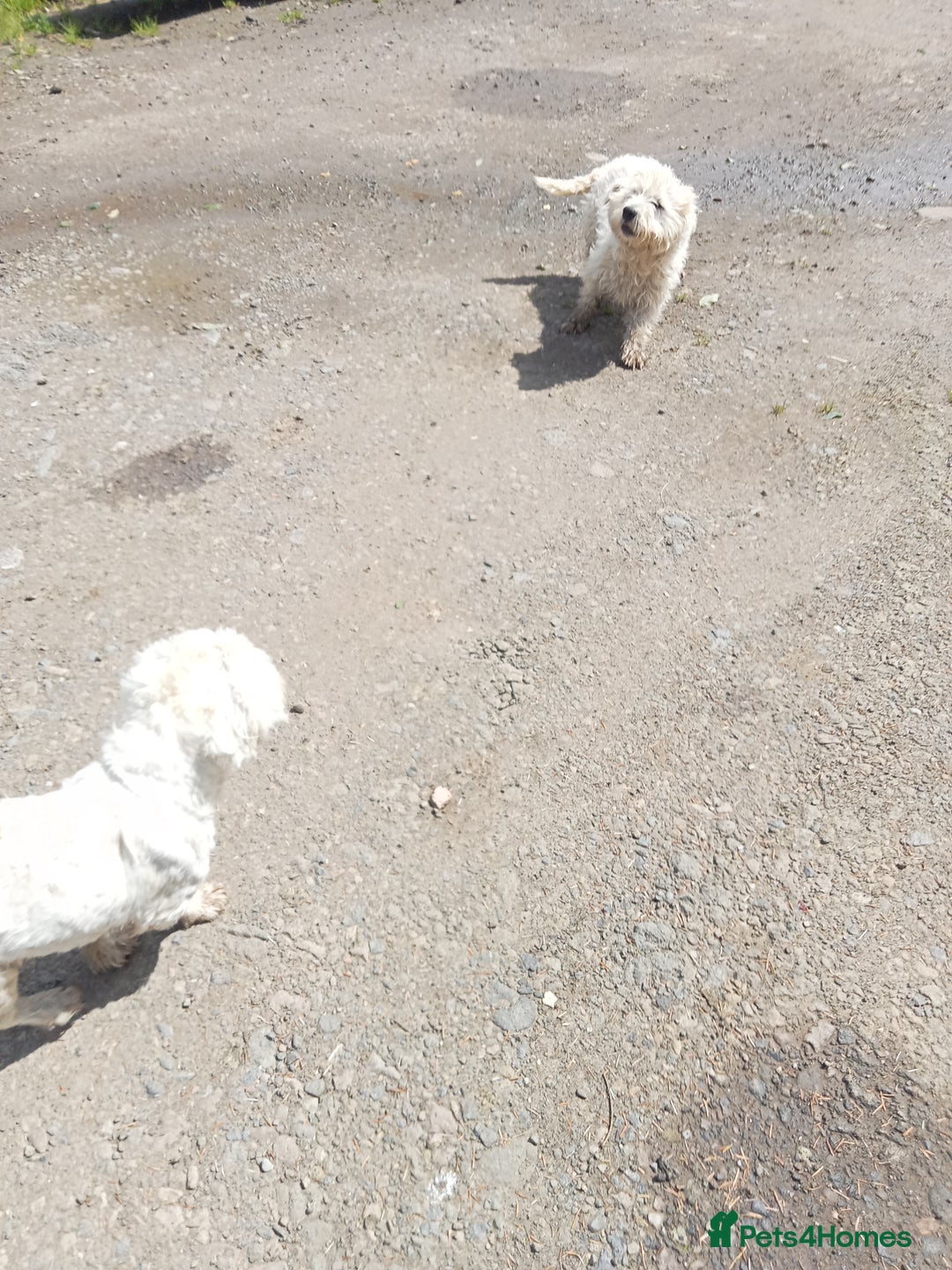 West Highland Terrier dogs for sale: West Highland Terrier Pups - Image 3