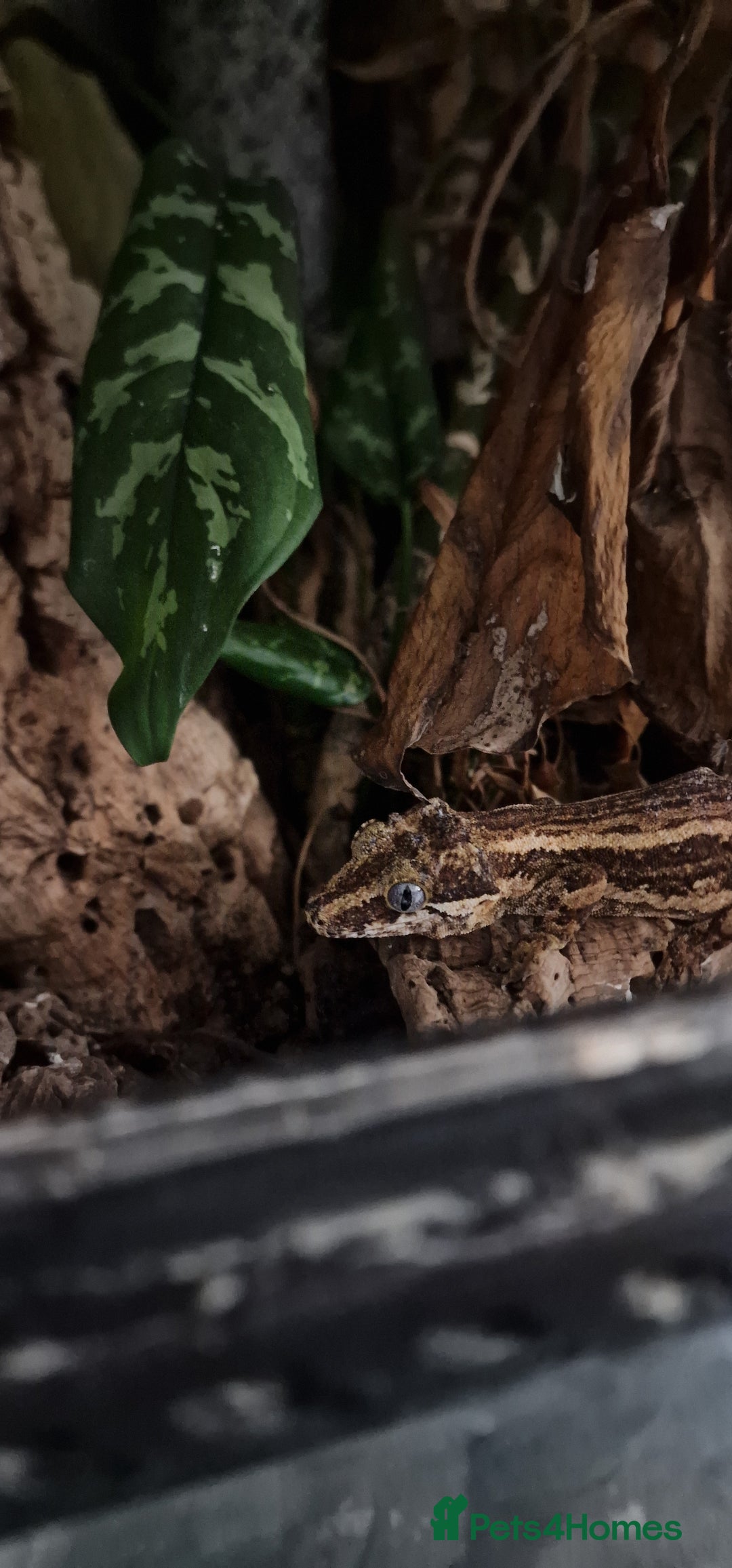 Gecko reptiles for sale:  Gargoyle Gecko - Image 2