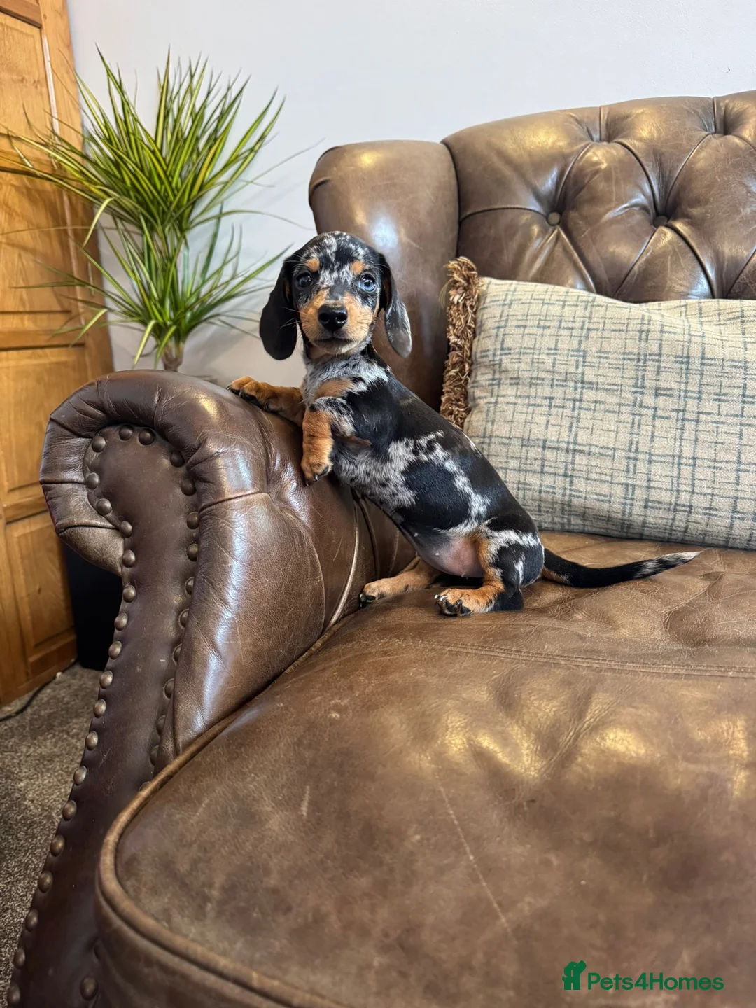 Miniature Dachshund dogs for sale: Miniature Dachshund Puppies  - Advert 1
