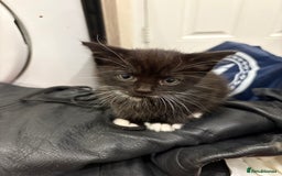 Mixed Breed cats for sale: Kittens  - Image 21