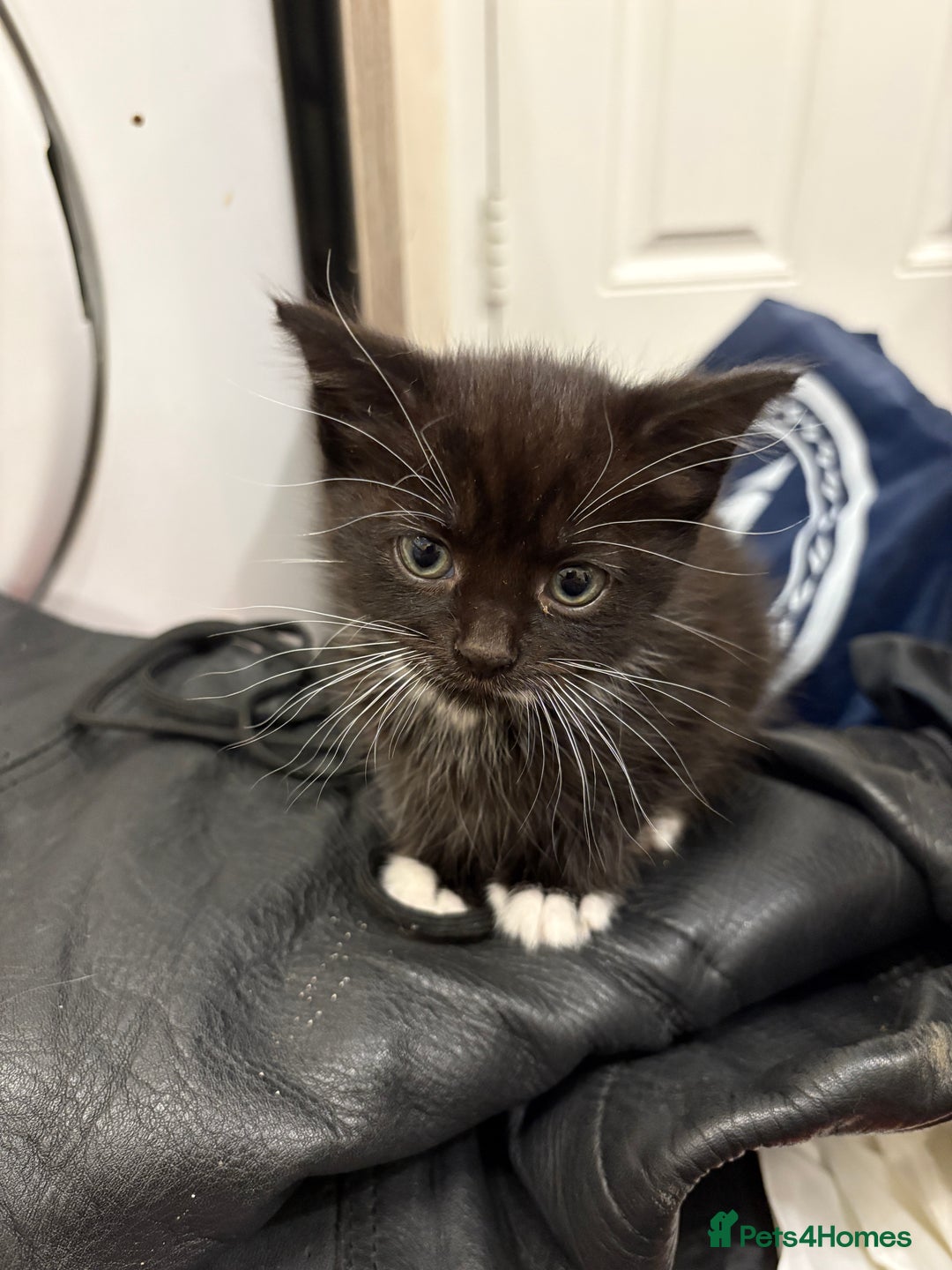 Mixed Breed cats for sale: Kittens  - Image 21
