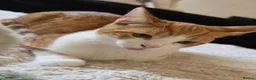 Mixed Breed cats for sale: Calico litter - Advert 5