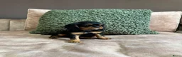 Cavalier King Charles Spaniel dogs for sale: Donna Jays Petite Cavaliers 🌟🌟🌟🌟🌟 - Advert 16