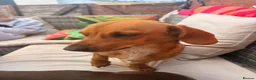 Mixed Breed dogs for sale: Sweenie  - Advert 7