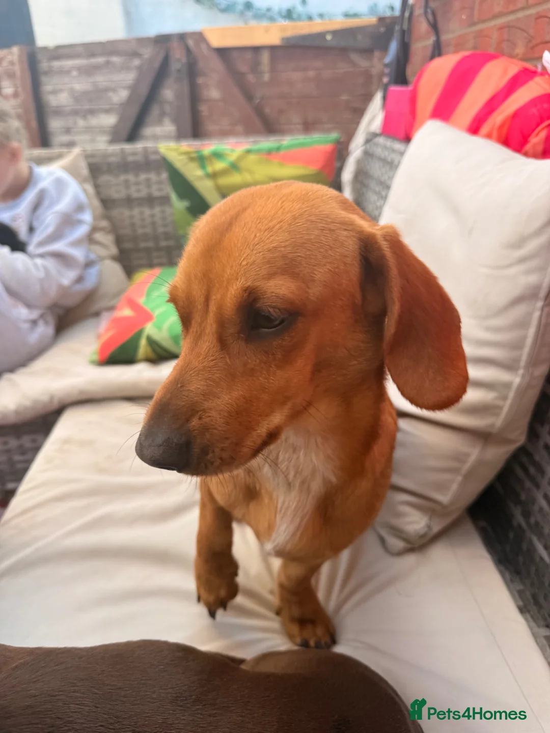 Mixed Breed dogs for sale: Sweenie  - Advert 7