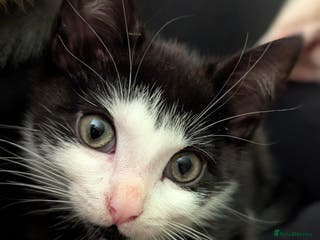 Maine Coon cats Female kitten - Advert 3