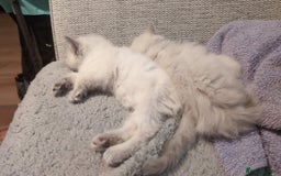 Ragdoll cats for sale: 5 Ragdoll Kittens for Sale - Image 11