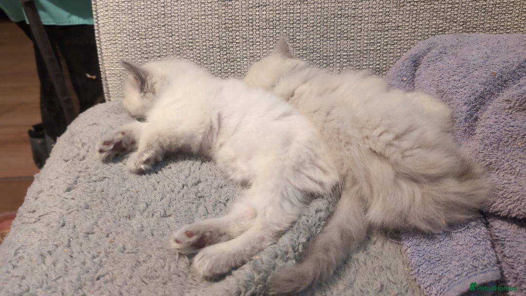 Ragdoll cats for sale: 5 Ragdoll Kittens for Sale - Image 11